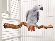 Percha Jungle Perch XL